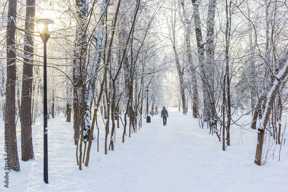 Fototapeta premium Sunny day in the winter park