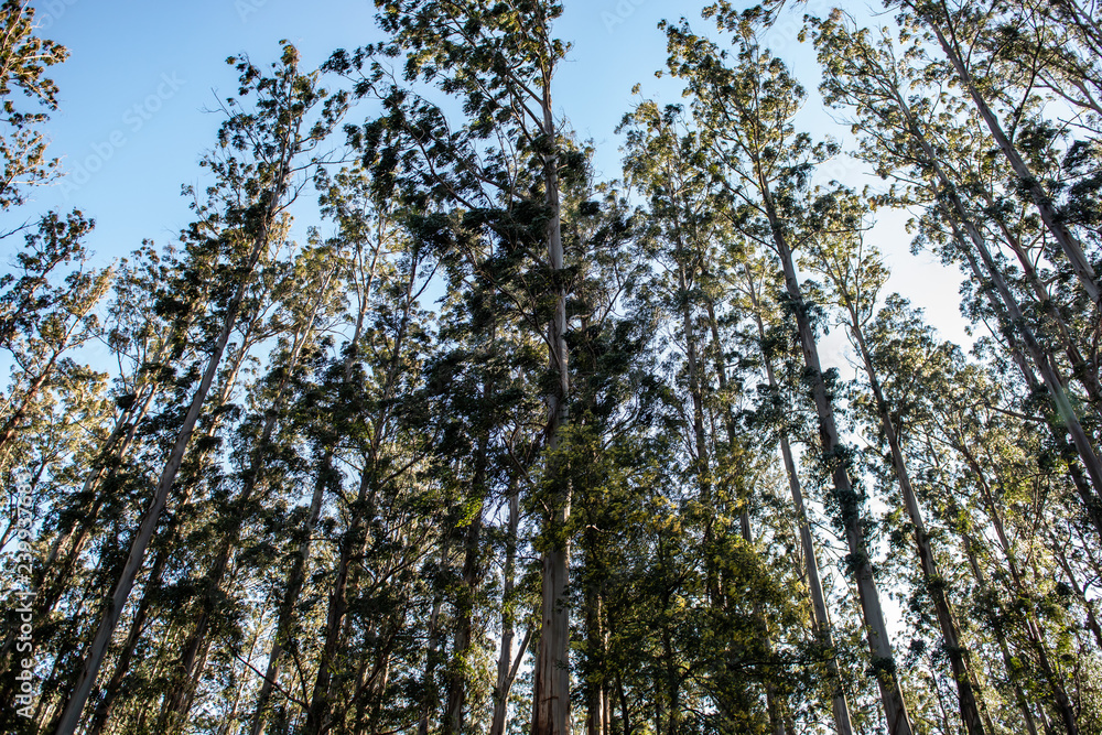 Obraz premium Landscape in Forest