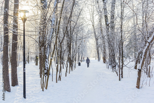 Sunny day in the winter park © Тищенко Дмитрий