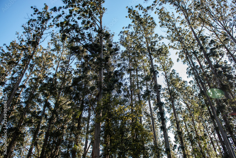 Fototapeta premium Landscape in Forest