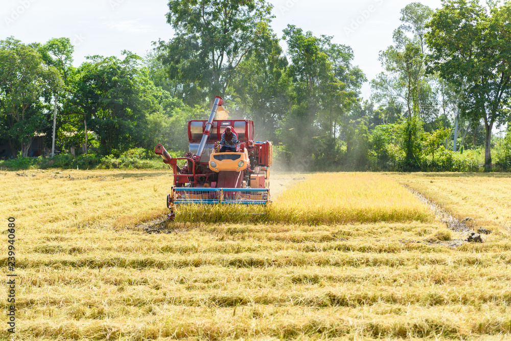 Fototapeta premium Combine harvester in action on rice field. Harvesting is the process of gathering a ripe crop