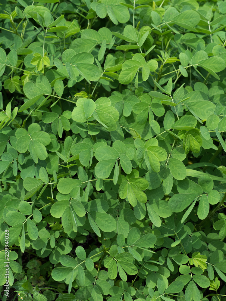 エビスグサ 薬用植物 エビスグサ 薬用植物