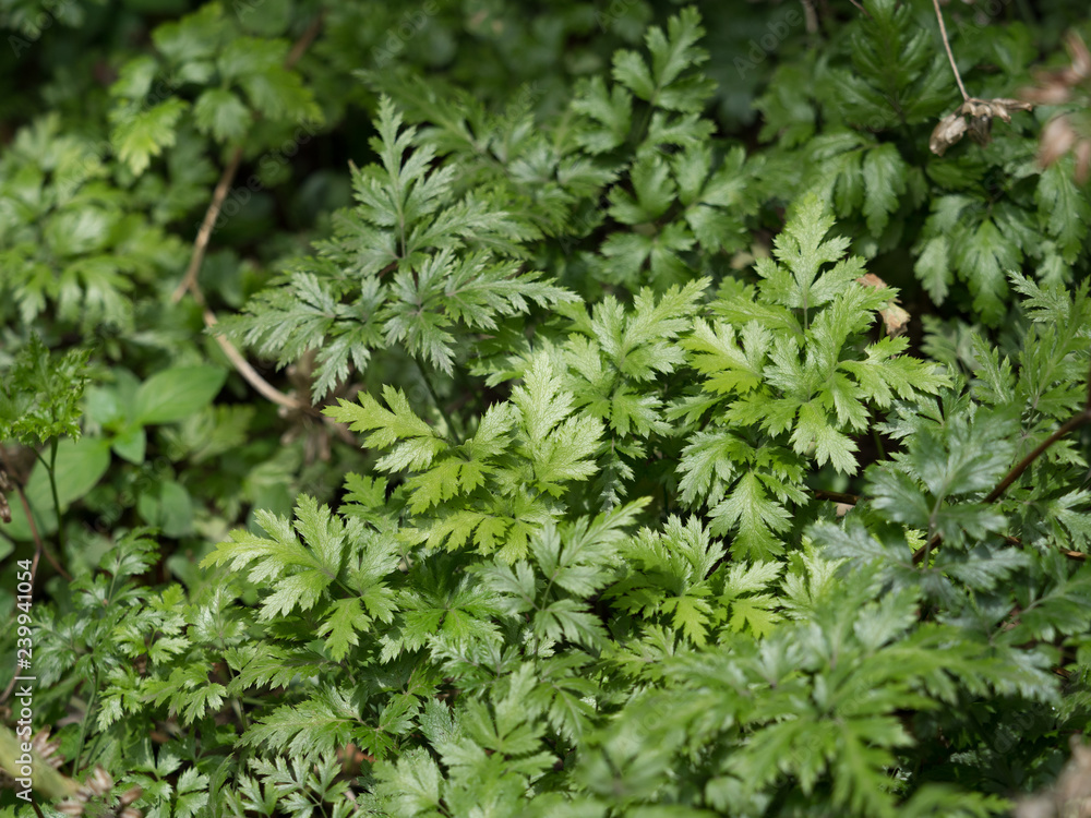 オウレン 薬用植物 オウレン 薬用植物