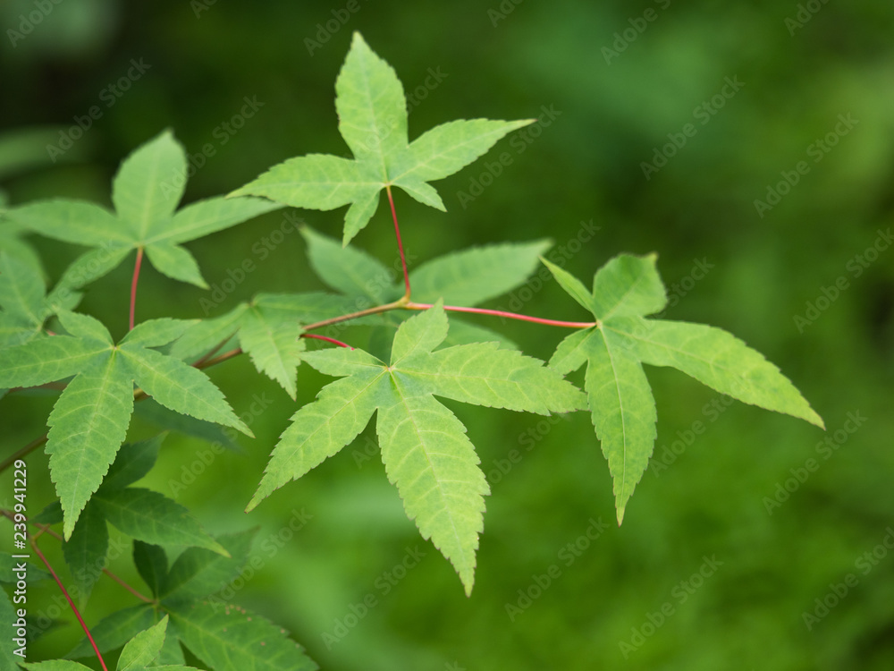 カエデ 薬用植物 カエデ 薬用植物
