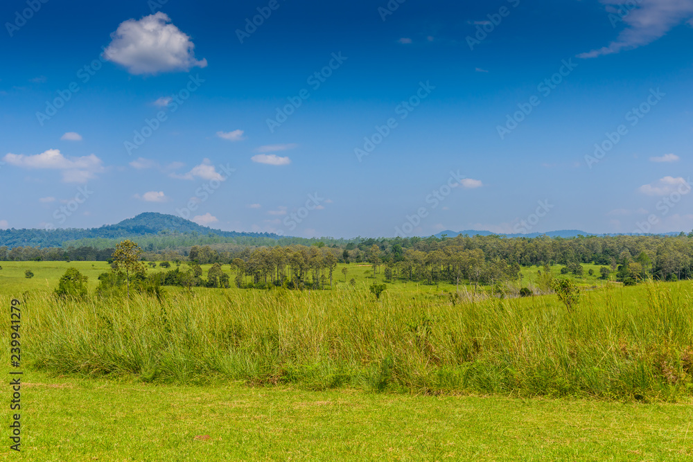 landscape of Savanna Forest and mountain with a blue sky and white clouds in the spring afternoon