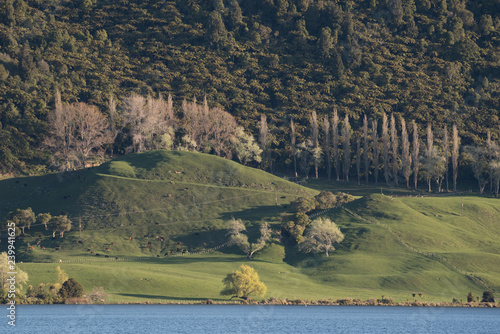 The view across Lake Okareka to the wooded hillside and lush, green, dairy farmland in early spring. photo