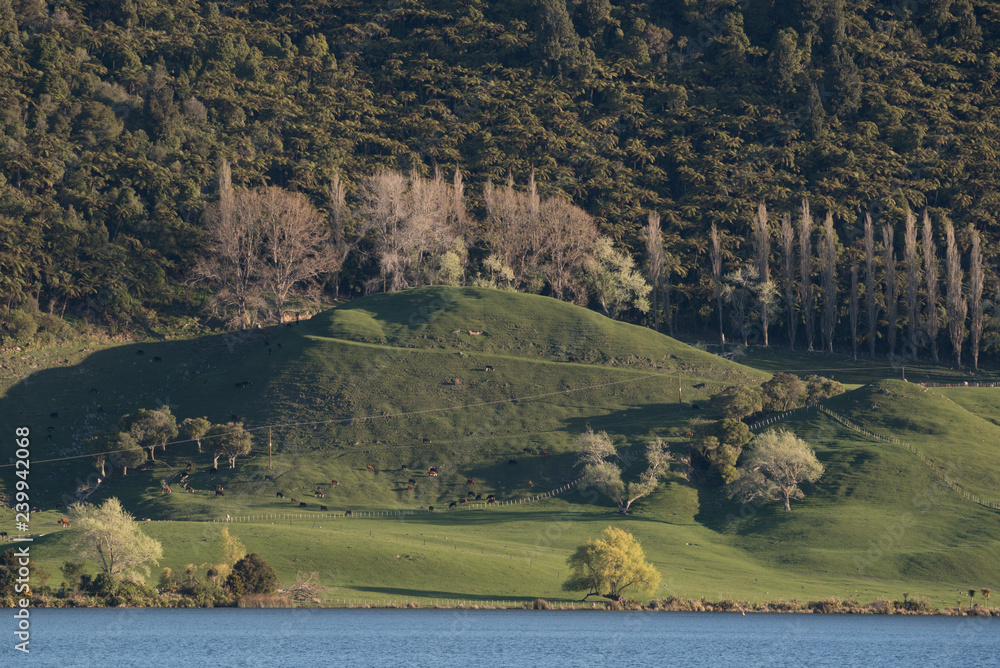 The view across Lake Okareka to the wooded hillside and lush, green, dairy farmland in early spring.