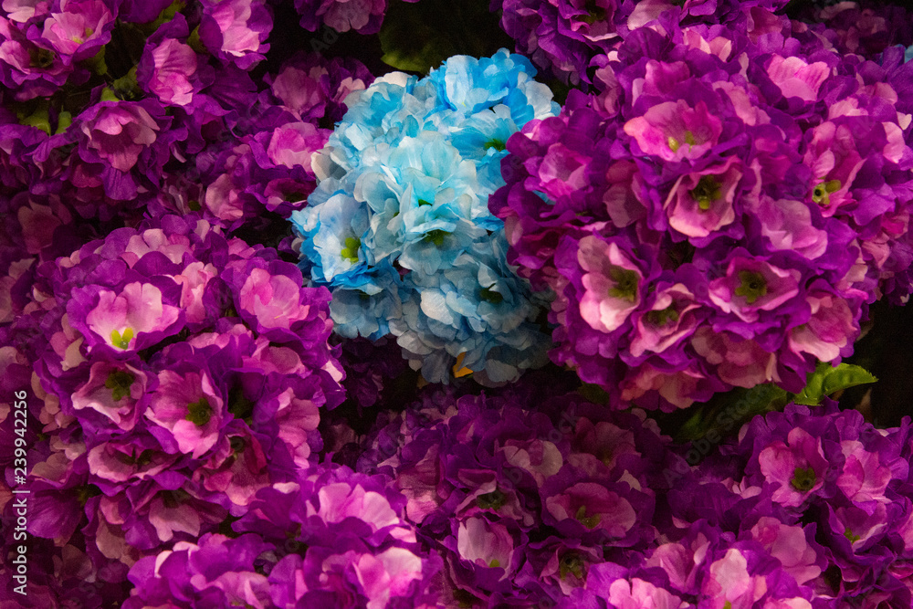 Different flowers background, French hydrangea