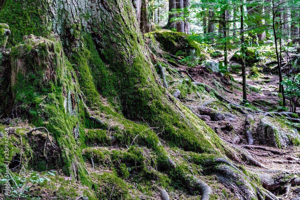 Extremely large tree trunk with exposed roots covered in moss in a forest in Vancouver, Canada Extremely large tree trunk with exposed roots covered in moss in a forest in Vancouver, Canada