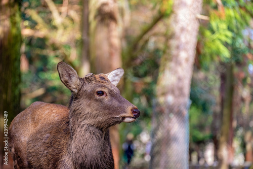 Fototapeta Naklejka Na Ścianę i Meble -  Closeup image of a wild deer in the park
