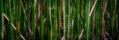 Fototapeta Naklejka Na Ścianę i Meble -  Bamboo!