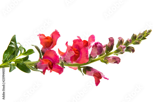 snapdragon flower red isolated photo
