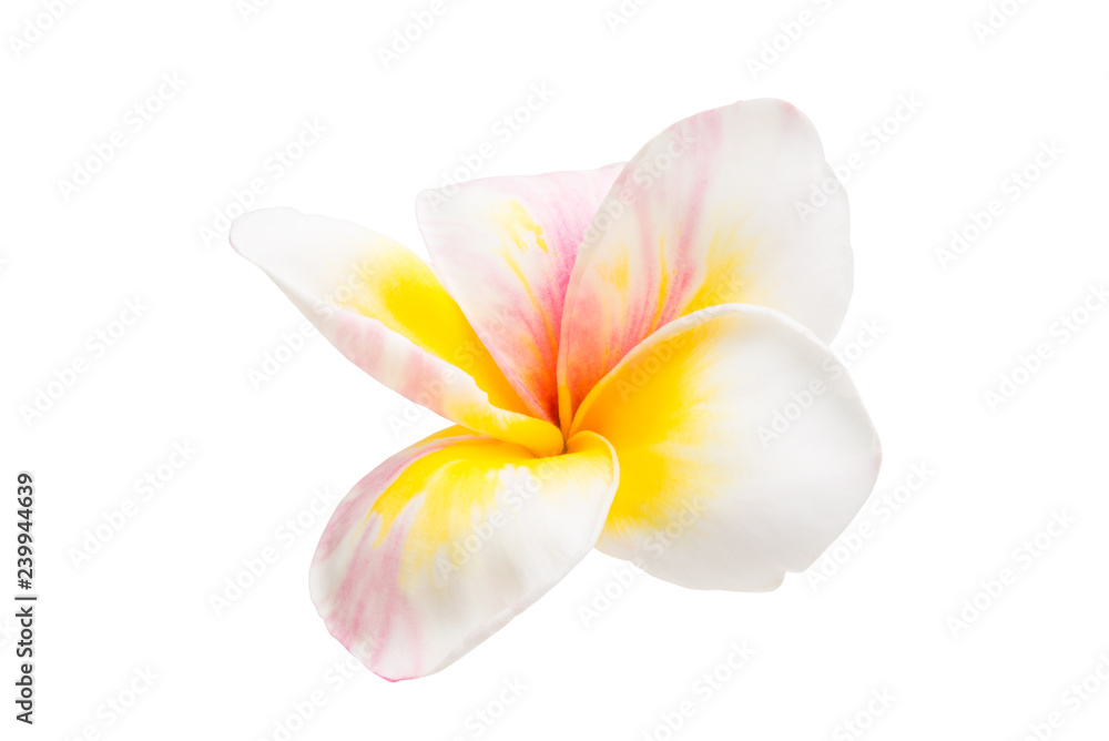 plumeria flower isolated
