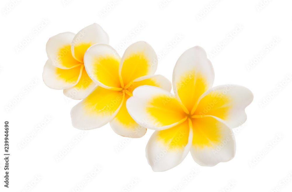 Naklejka premium plumeria flower isolated
