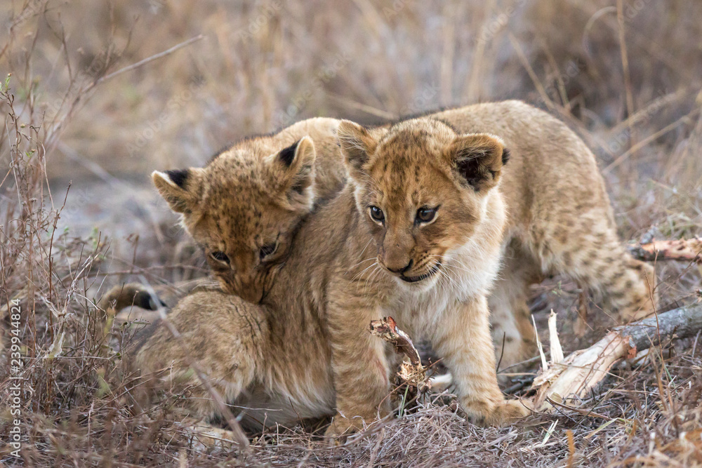 Obraz premium Close up shot of tiny lion cubs interacting and playing with one another.