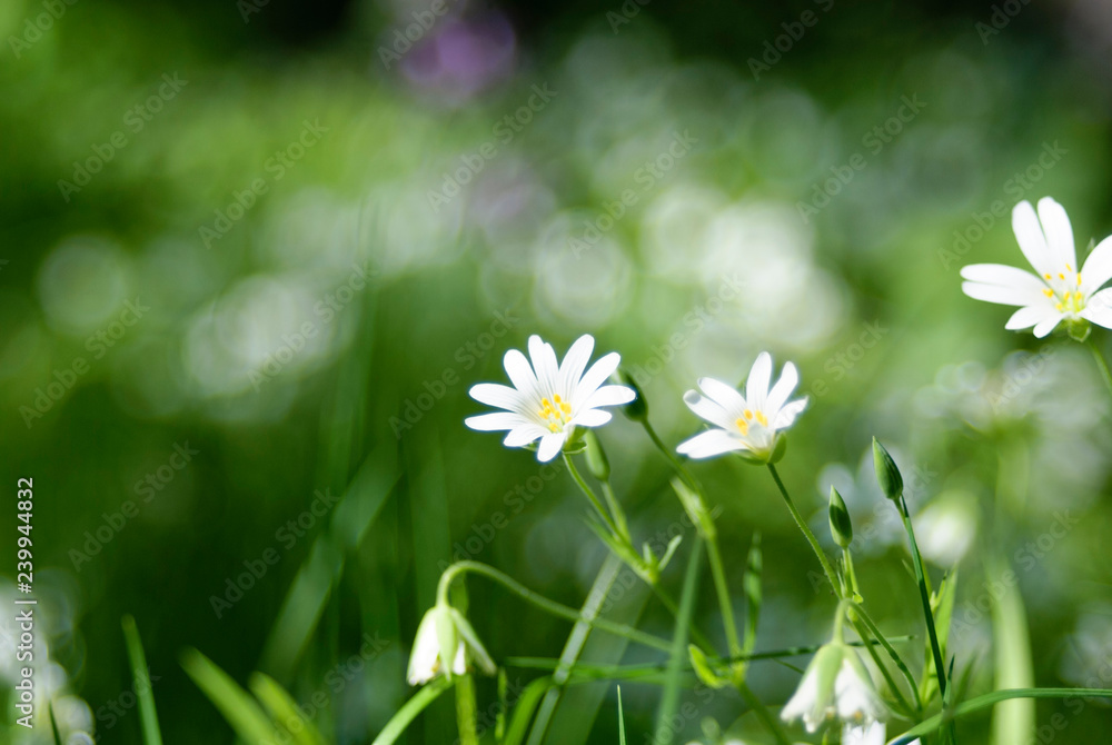 Fresh wildflowers spring or summer design. Floral nature daisy abstract background in green and yellow
