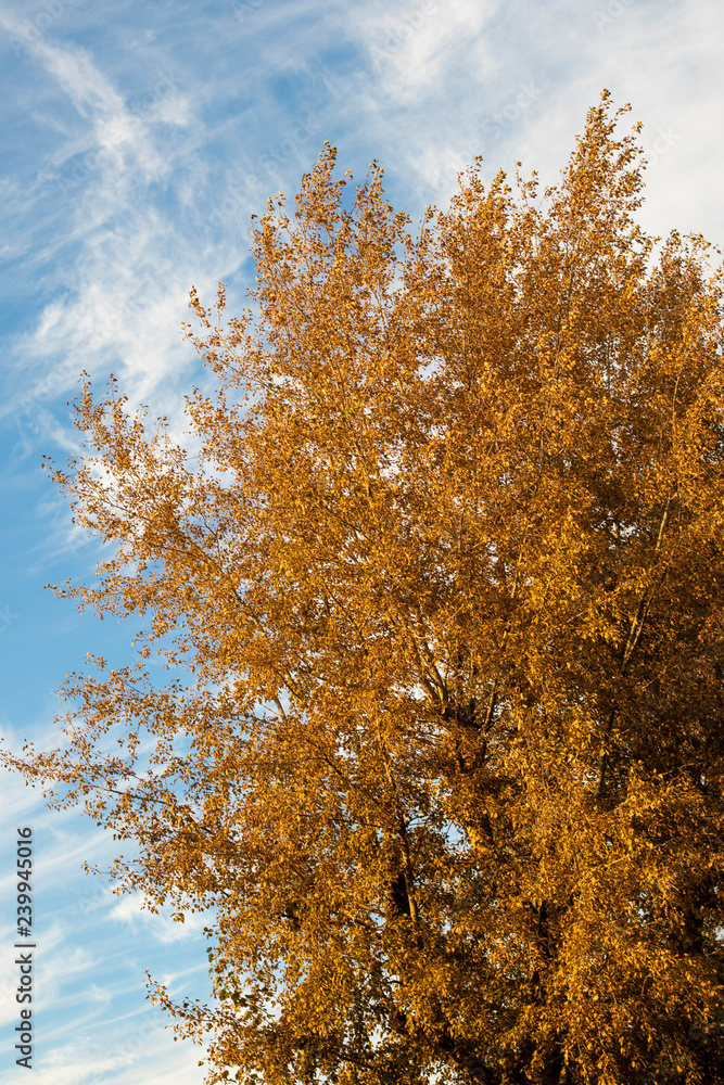Brown autumn leaves tree on a blue sky on a typical fall season landscape