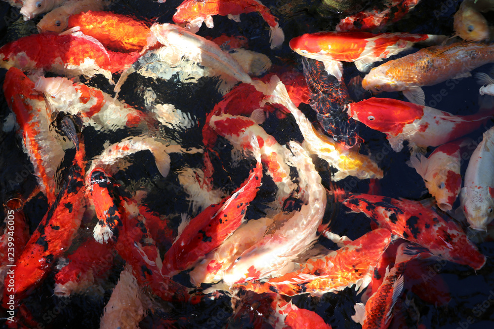 Movement of many colorful Carp fish in the water. Background of fancy fish all of the frame. Movement of many colorful Carp fish in the water. Background of fancy fish all of the frame.