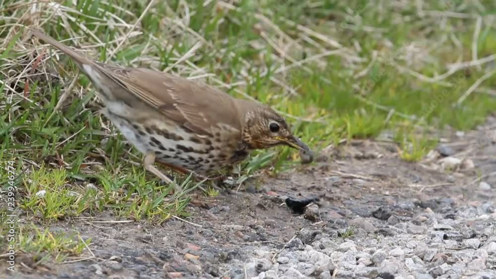 A stunning Song Thrush (Turdus philomelos) wiping off the slime of a slug before eating it. A stunning Song Thrush (Turdus philomelos) wiping off the slime of a slug before eating it.