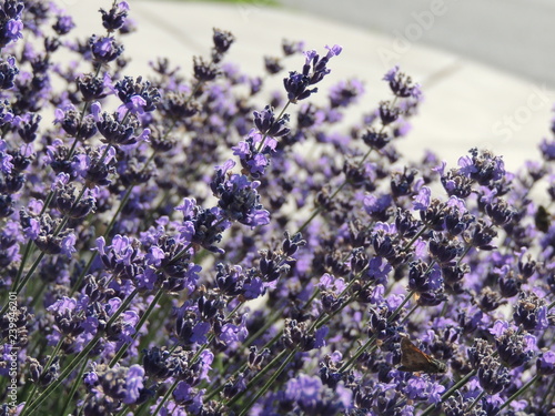 bunch of lavender on pavement background