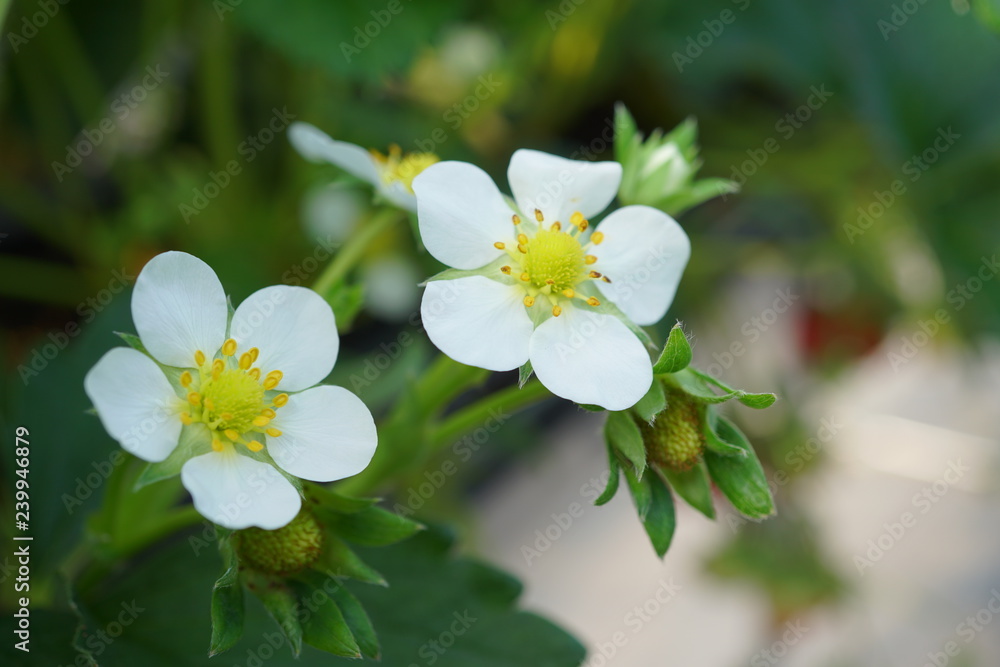 Shizuoka,Japan-December 20, 2018: Closeup of Strawberries and its flowers in December. Their variety name or breed name is Beni-Hoppe, which means rouged cheek in Japanese.