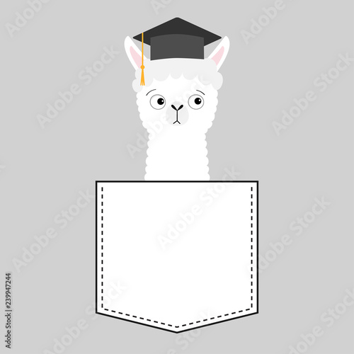 Alpaca llama sitting in the pocket. Face with graduate hat. T-shirt design. Cute cartoon funny character. Kawaii animal. Love Greeting card. Flat design style. Gray background.