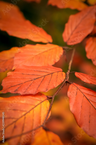 orange leaves