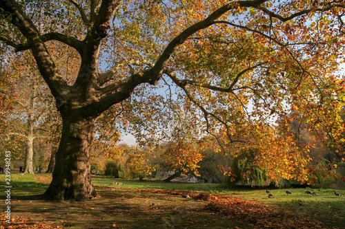 tree in autumn