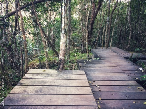 A walk through the beautiful nature forest.