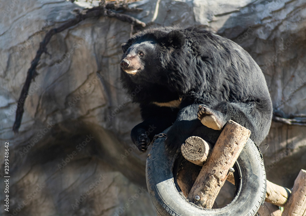 Fototapeta premium Black Bear plays with a tire in a wooden ground in Beijing, China