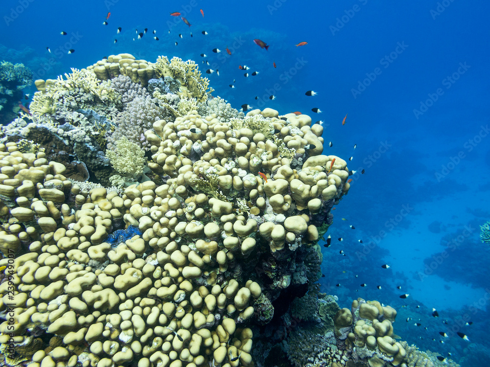 Obraz premium Colorful coral reef at the bottom of tropical sea, underwater landscape