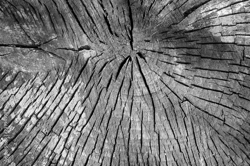 Wooden background of cross-cut old tree trunk cracked by time. Organic texture. Black and white