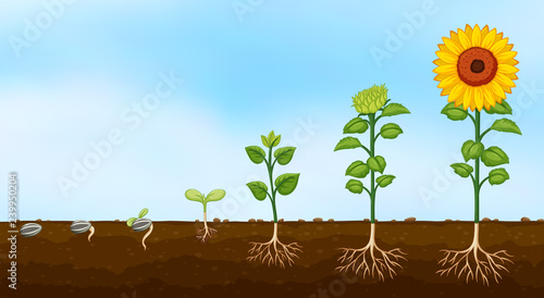 Diagram of plant growth stages