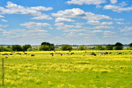 Summer landscape with textured sky and grazing herd of cows on the field, overgrown with yellow flowers. Background