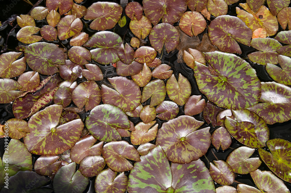 Sydney Australia, water lily pads in pond from above Sydney Australia, water lily pads in pond from above
