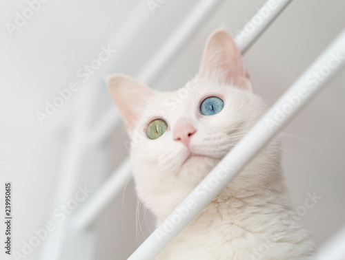 a white cat