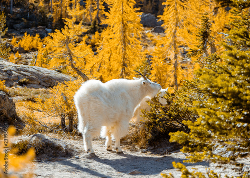mountain goat eating in a fall forest