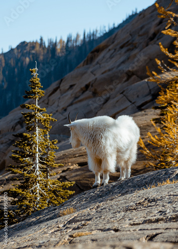 washington mountain goat in the wilderness