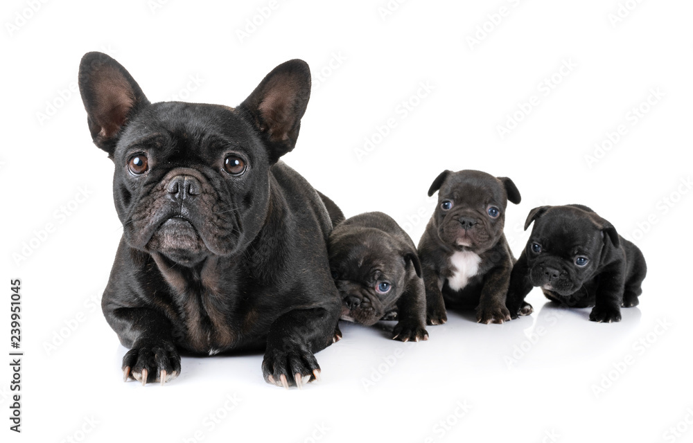 Fototapeta premium family french bulldog