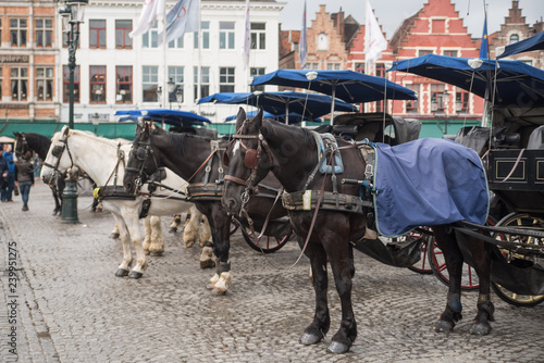 horses in Bruges, Belgium