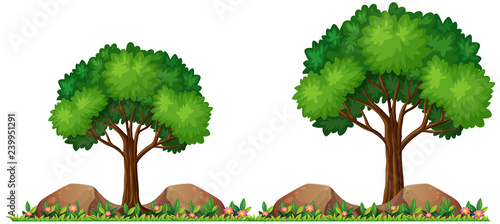 Isolated nature for decor