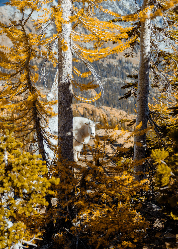 Obraz premium mountain goat in the fall