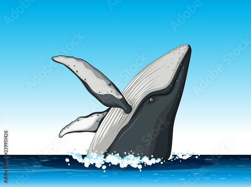 Humpback whale jump out of water