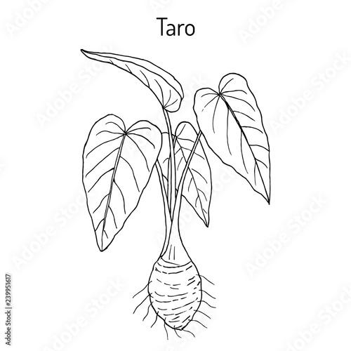 Taro Colocasia esculenta , eatable and medicinal plant