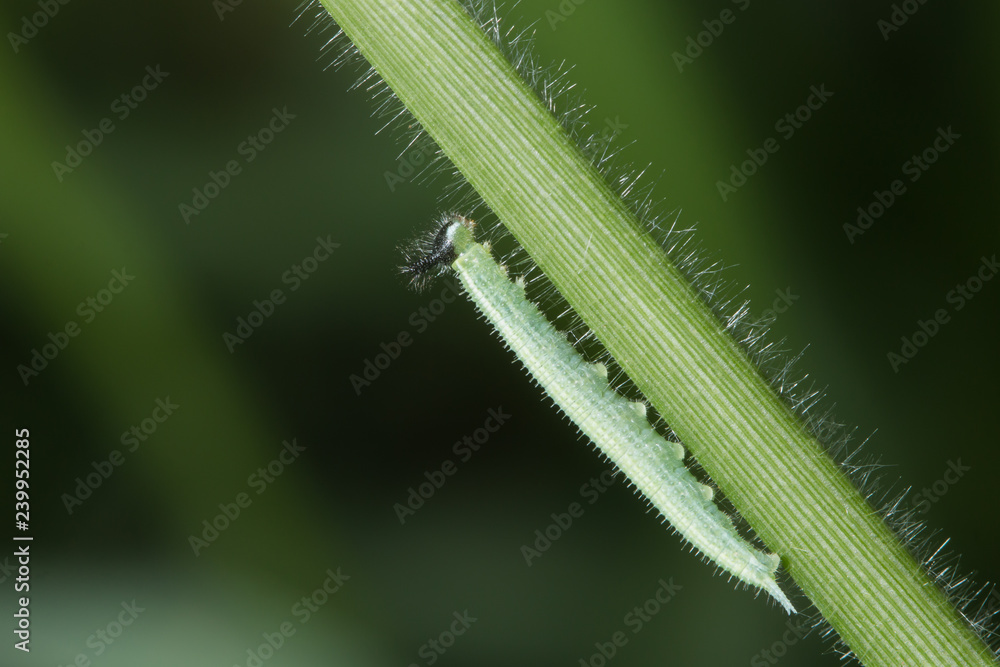 green larva with black spots on head crawling on grren plant