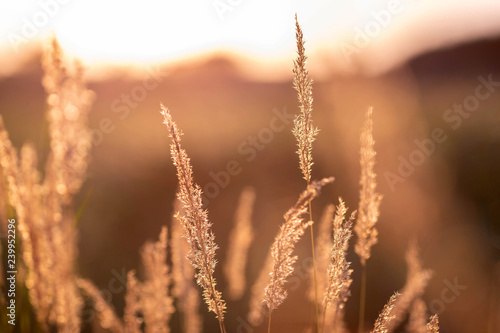 Obraz na plátně Summer meadow during sunset