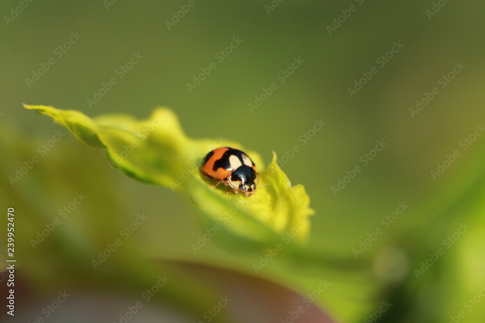 Lady bug on a leaf Lady bug on a leaf
