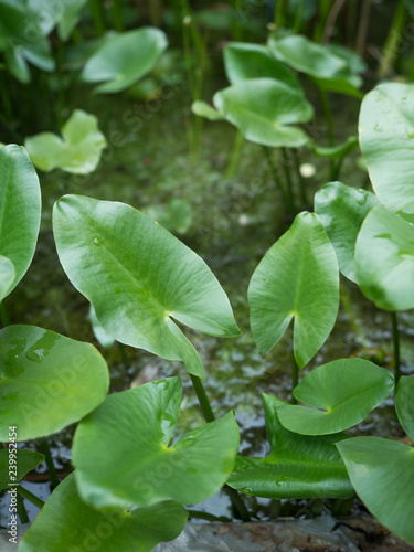 Wallpaper Mural コウホネ　薬用植物 Torontodigital.ca