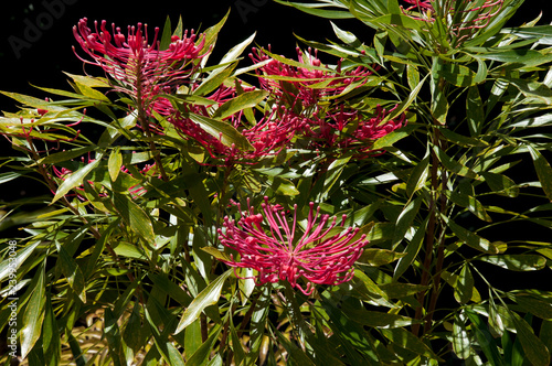 Sydney Australia, flowering dorrigo waratah tree native to NSW and Queensland photo