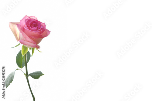 Pink rose on a white background       